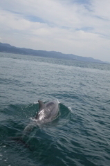 イルカウォッチング