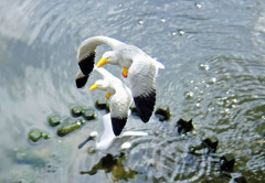 カモメのフィギュア