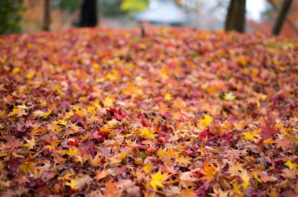 紅葉の絨毯