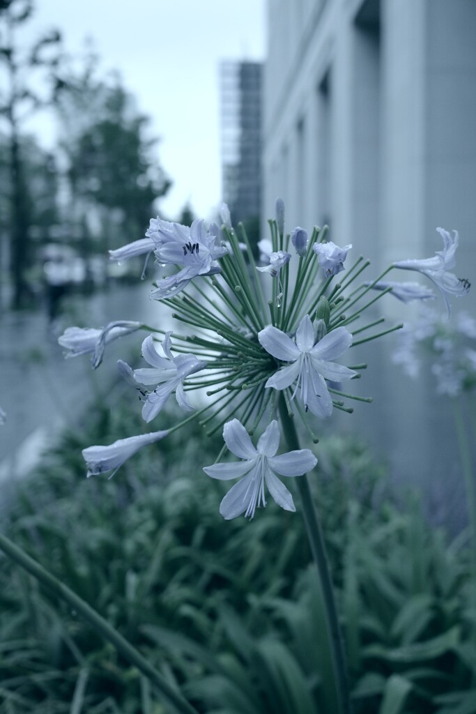 紫の花が好き