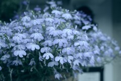 紫の花が好き