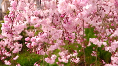 爛漫