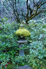 苔むすまで