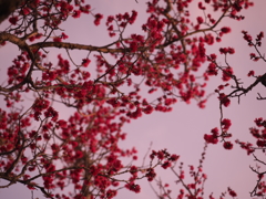 梅爛漫