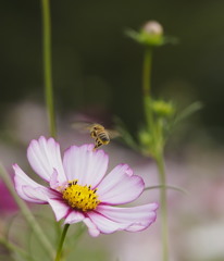 蜜の香に誘われて