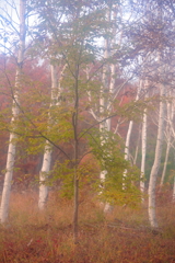 秋の白樺　　三題　　コーラスガール