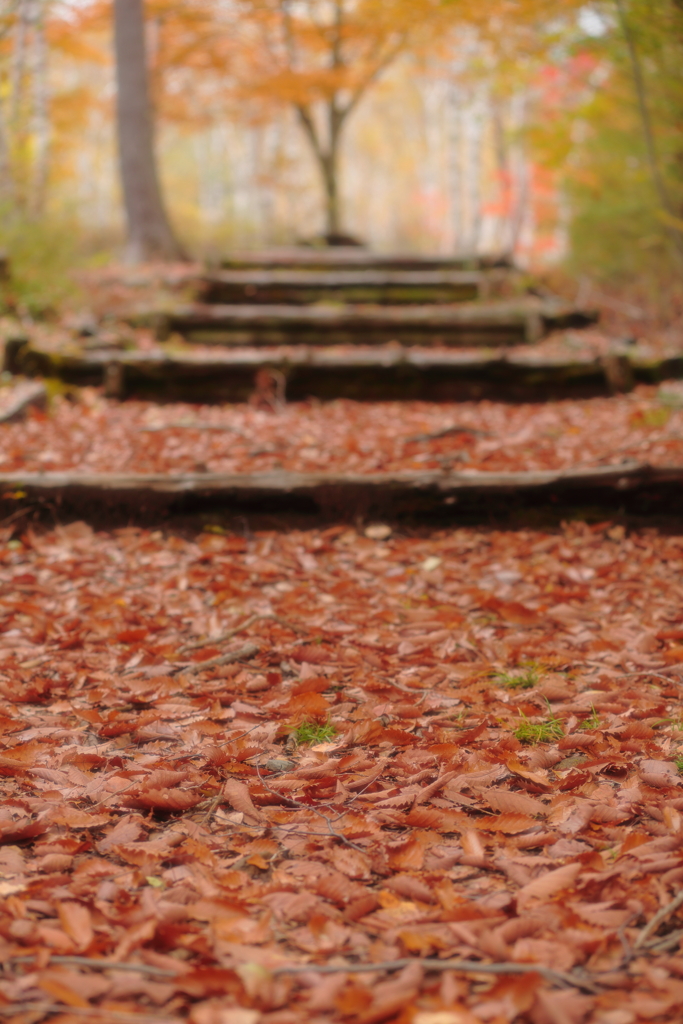 続　白樺三題　エピローグ　もうすぐ会えるね・・