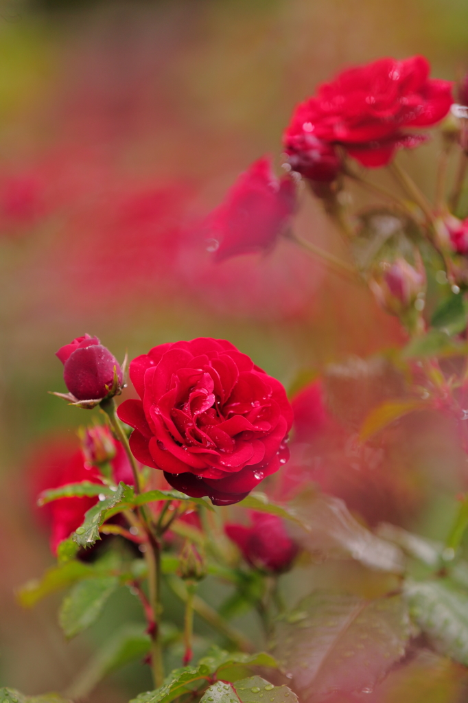 さらば愛しき人よ・・