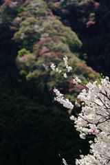 源平しだれ桃と山桜