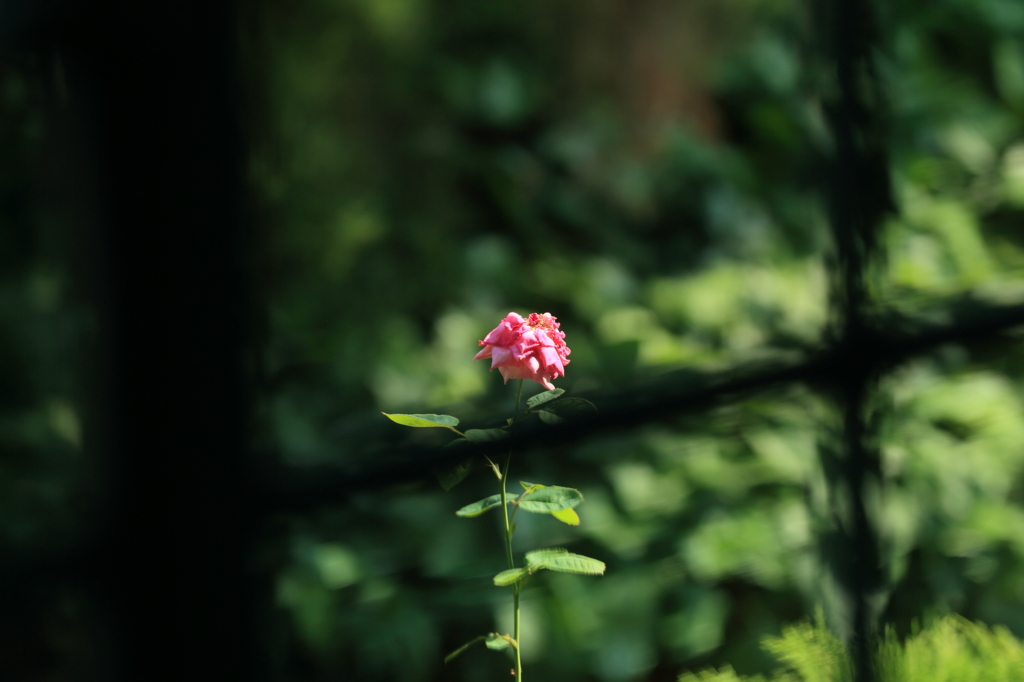 やはり貴男は来てくれませんでしたね　もう花も枯れてしまうわ、そして私も・・