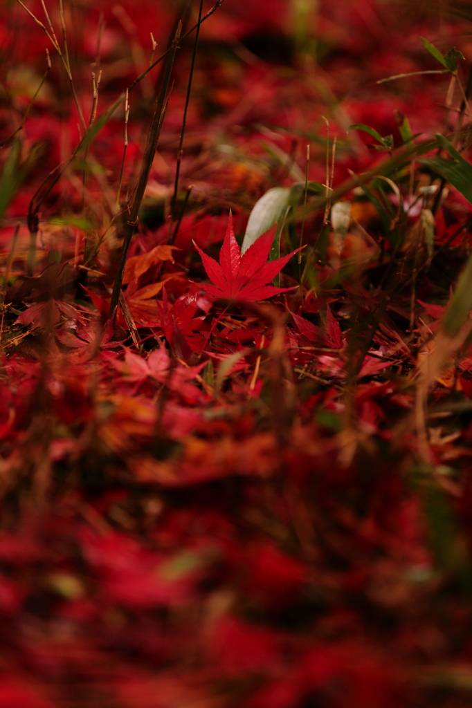 落ち葉　　三題　　　散りてなお・・