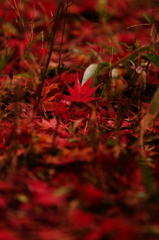 落ち葉　　三題　　　散りてなお・・