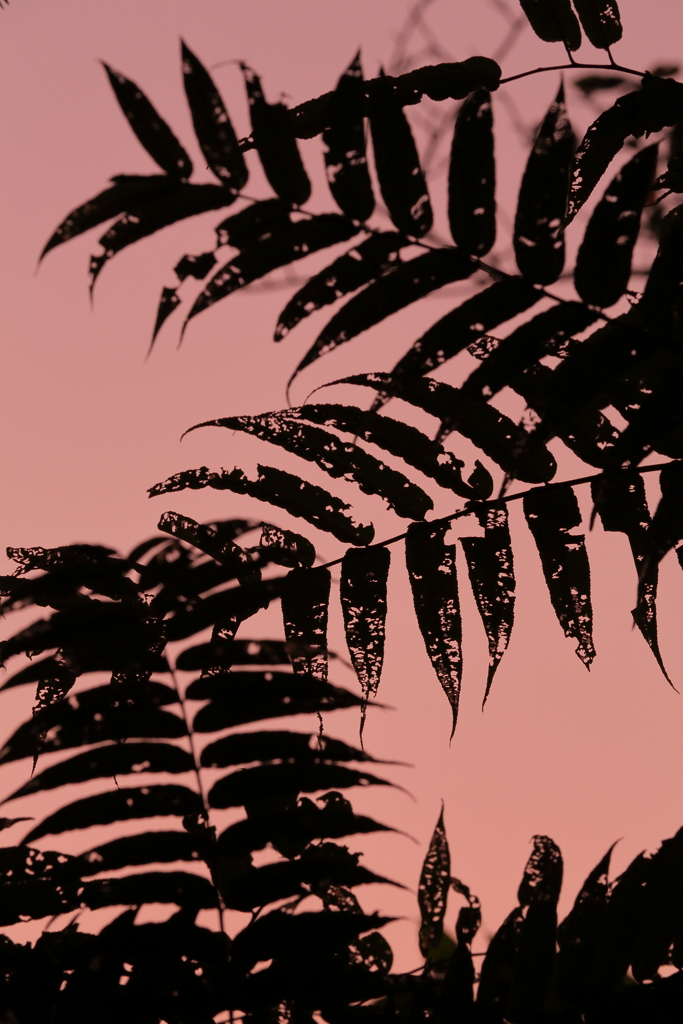 あさのいろ　　　三題　　　　　夜明け前・・