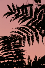 あさのいろ　　　三題　　　　　夜明け前・・