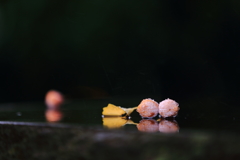 もう一つの秋・・