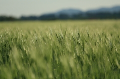 The  Catcher  in  the  Rye