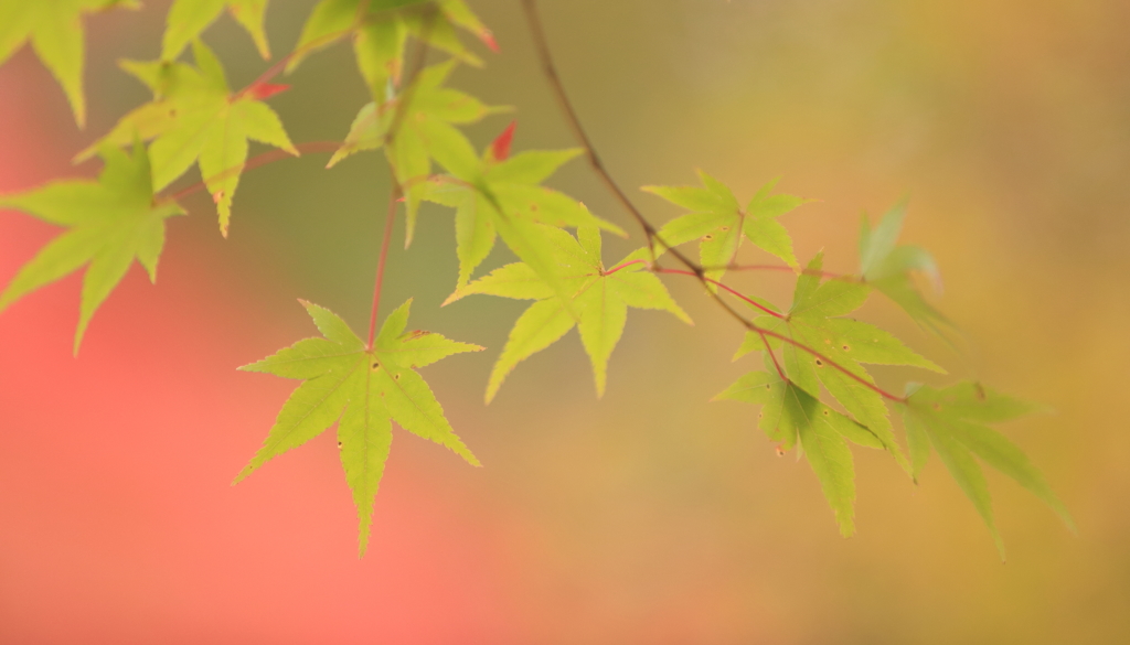 年に5枚ほどは・・　　　　明るく～
