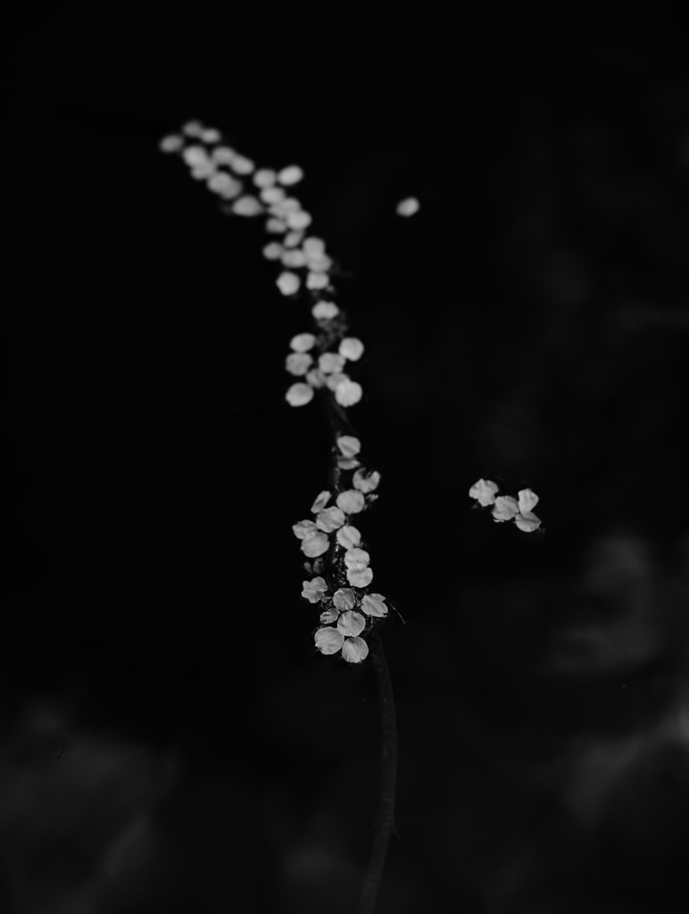 単焦点一本勝負