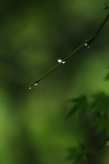 待ち遠しい季節　　　三題　　　　しずく・・