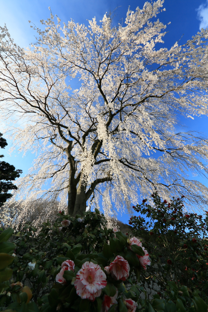 今年も一緒だな。　.ウンそうだね。
