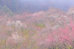 TOKYOローカル紀行