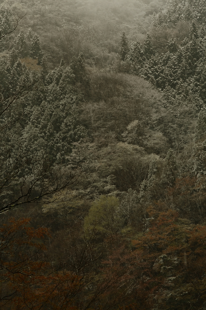 春の迷い　　三題　　其の二