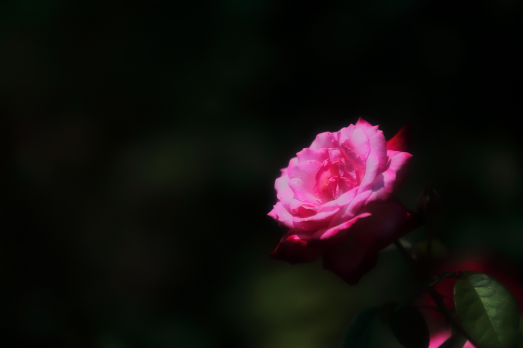 薔薇　三題　　沈黙