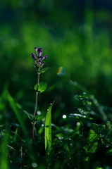 ひっそりと　　三題　　　　其の弐　