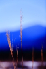 久しぶりのワンパターン・・