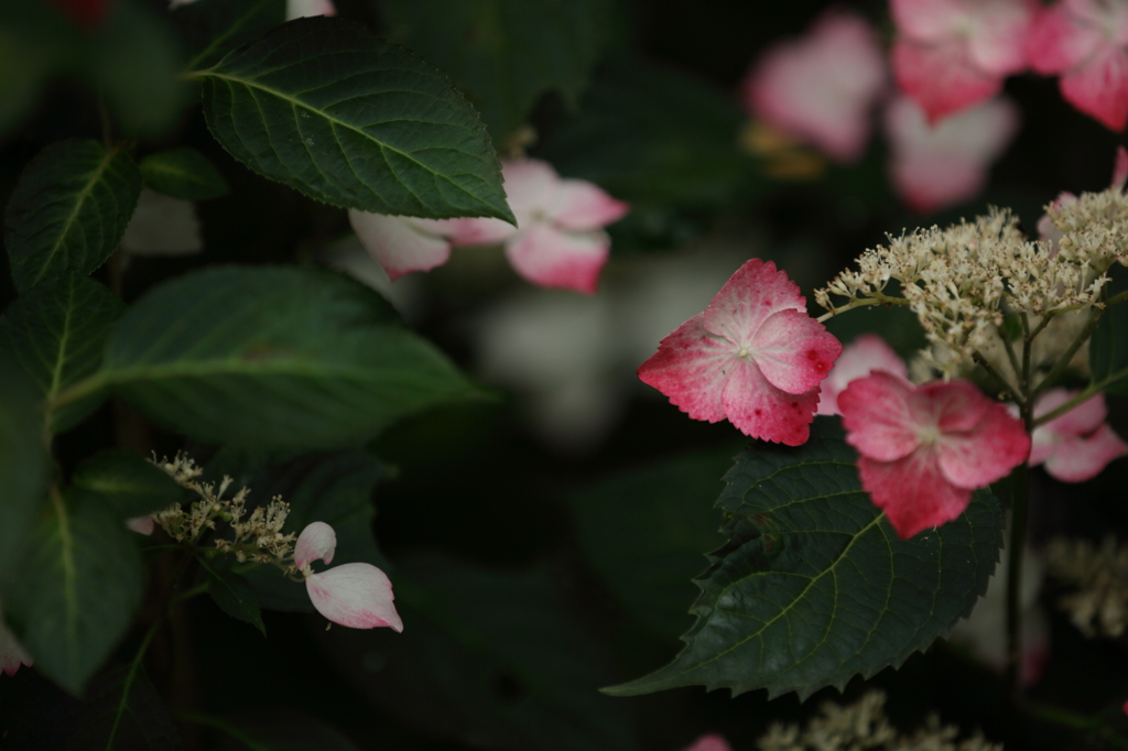 次は貴女の番よ！　　　　はーいっ！！