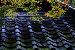 京都　高雄三寺　三題　エピローグ　西明寺