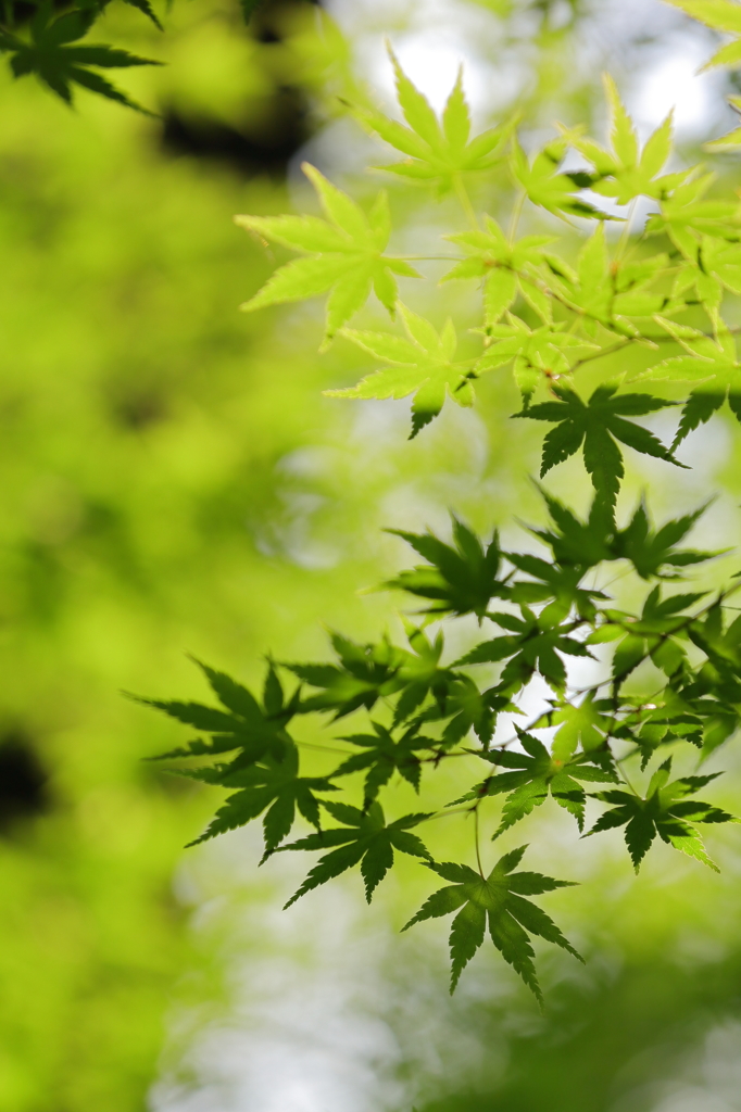 逆光・・　　その移ろい・・