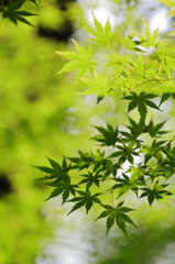 逆光・・　　その移ろい・・