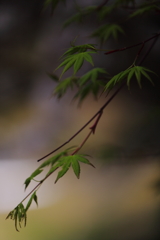 舞い降りる頃・・