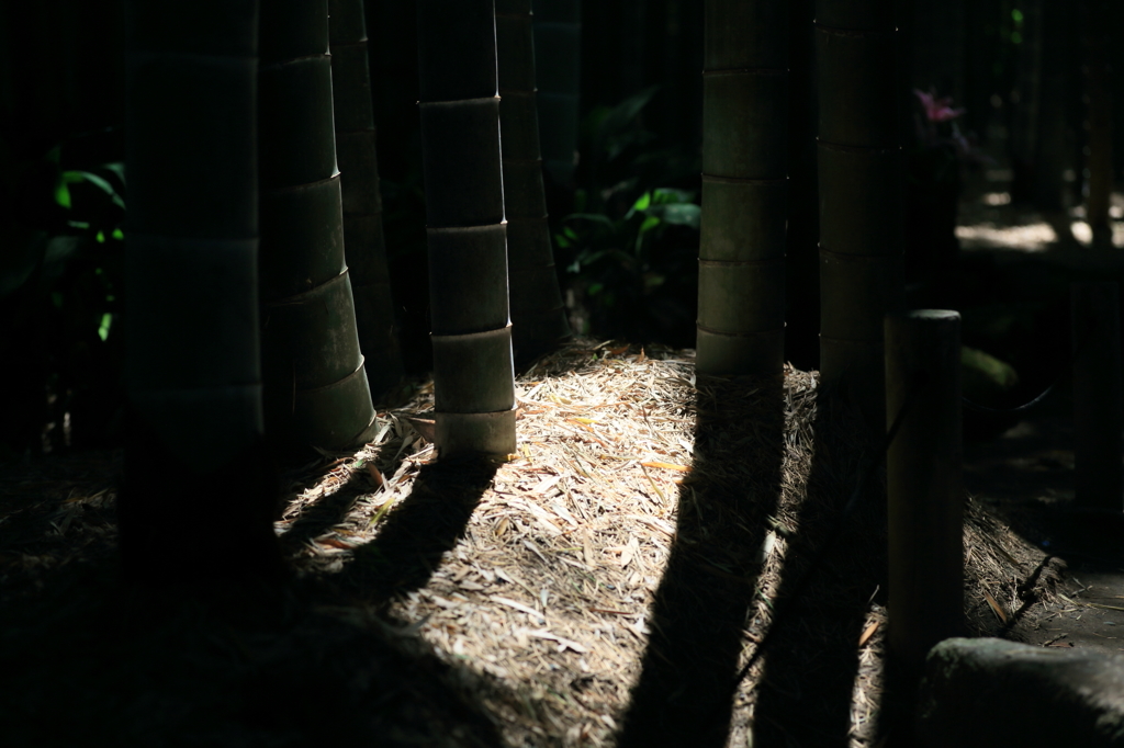 チャンスは一度！　私はこの中よ、間違えないでね！