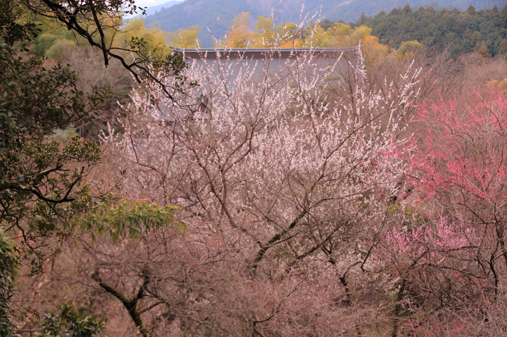 山寺にも春の香りが・・