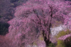 ＴＯＫＹＯローカル紀行