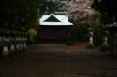 春雨よ　　　雪に変わるのか・・・