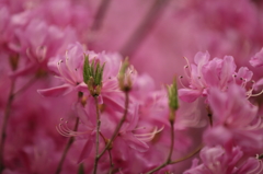 芽生えて、そして