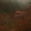 春待ち　三題　　　一足早く・・・