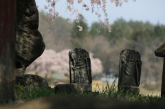 花見日和