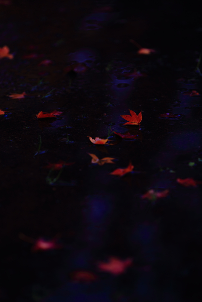 落ち葉　三題　つめたいあめ・・・