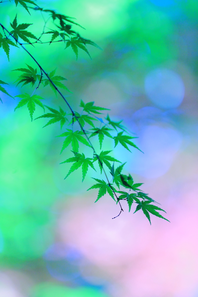西へのさまよい・・　　　龍潭寺