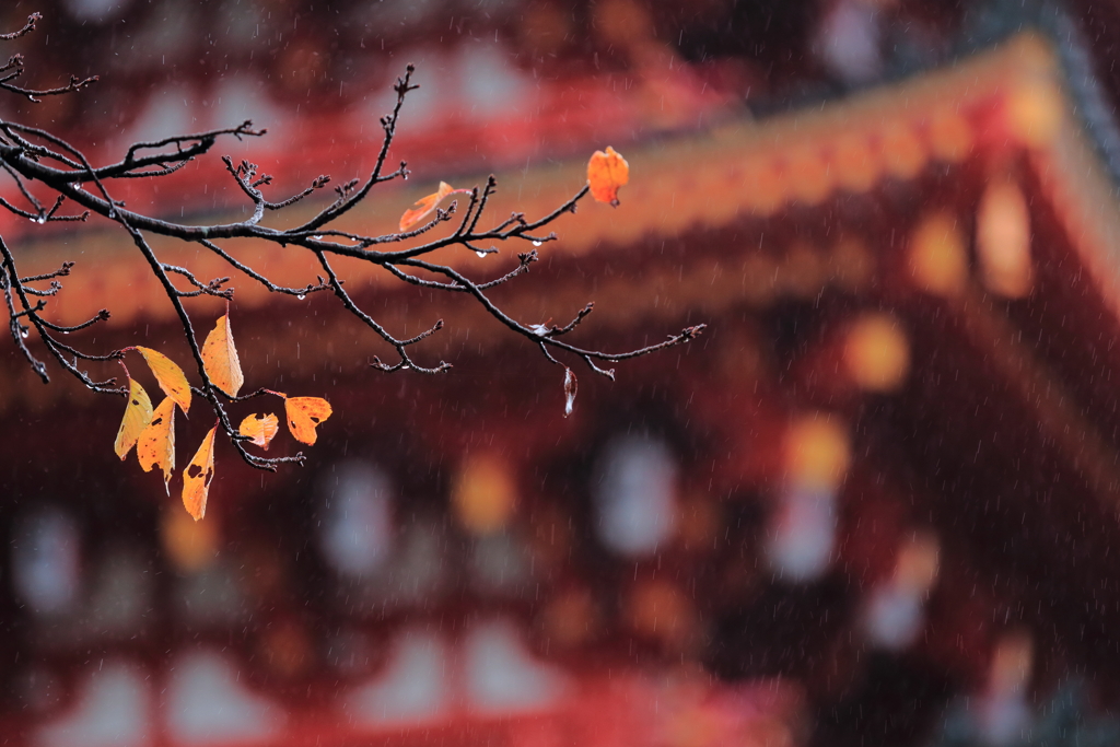 秋雨の国宝高幡不動　三題　　背中を濡らす雨・・