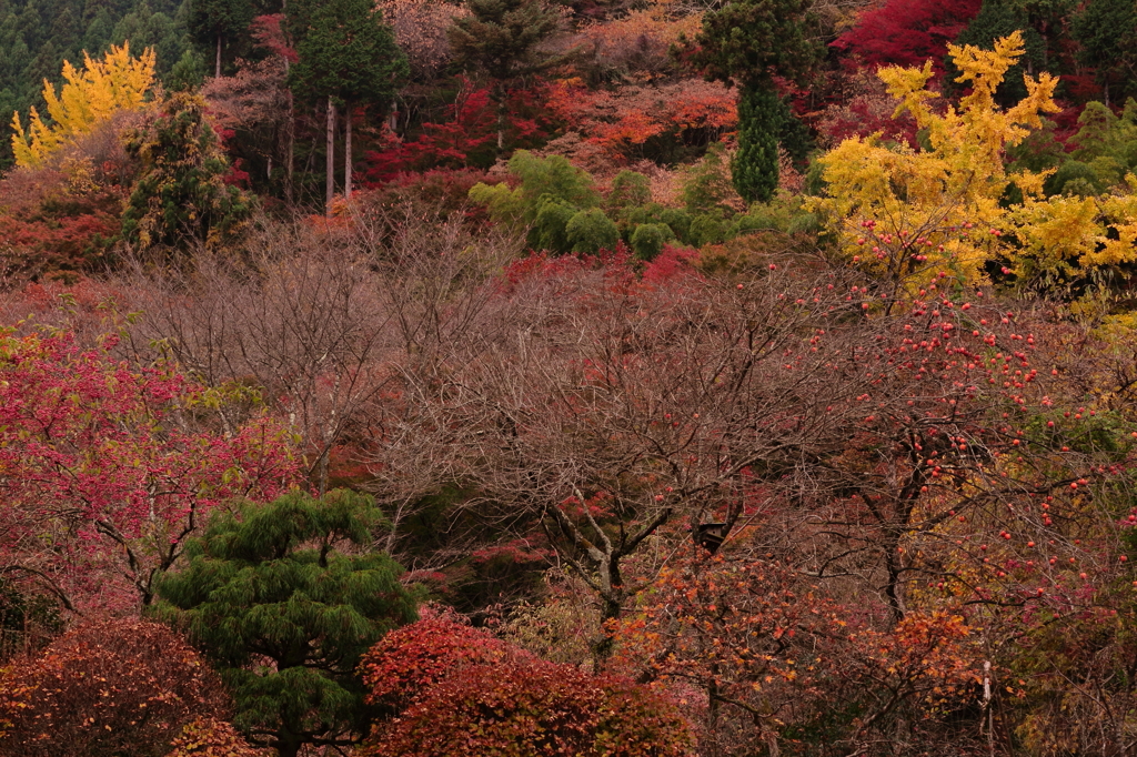 終わらぬ秋の色・・