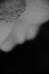 白い花　　　三題　　　煌めき・・