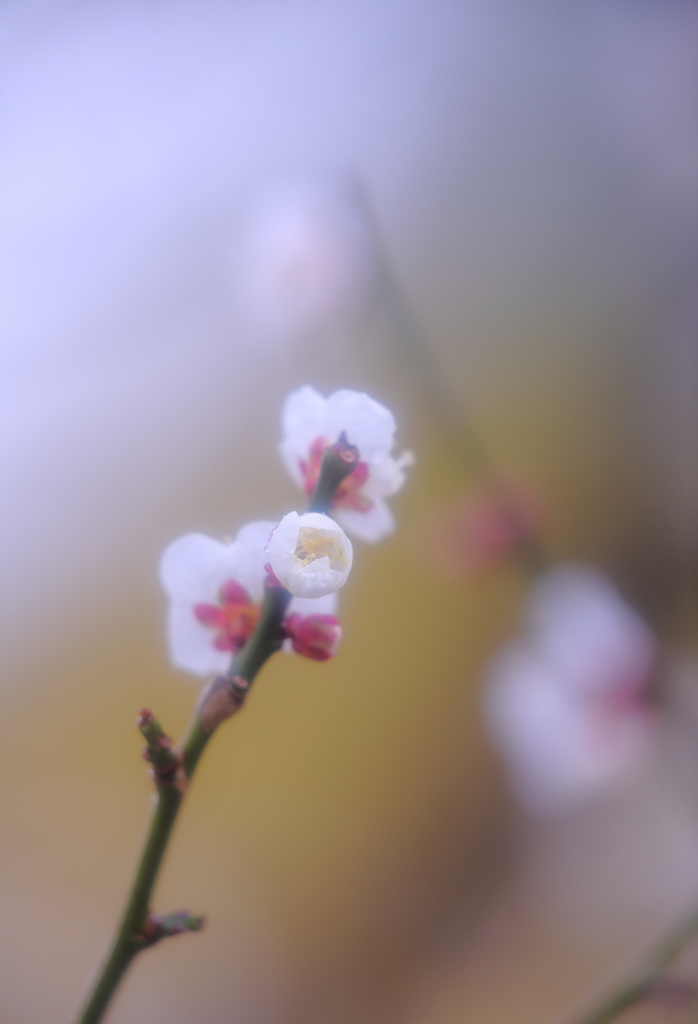 はつうめや　きみをみている　ぼくがいる・・？