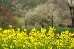 春の色　　三題　　　　菜の花