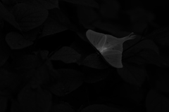 やかんひこう・・