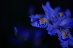 ひっそりと・・　　　三題　　　　　其の壱